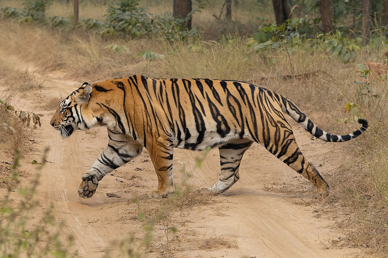 Girr safari view 2