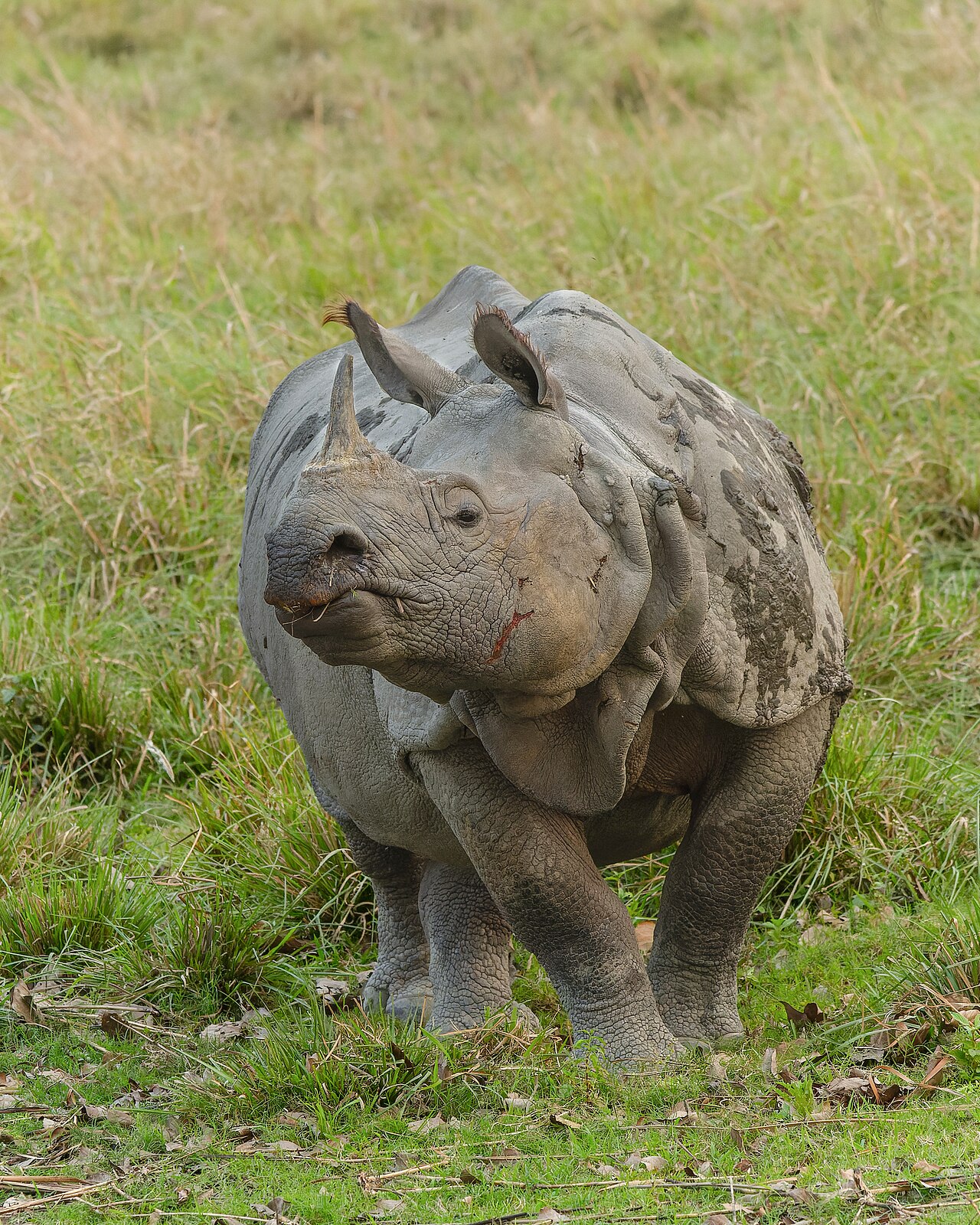 Kazirangha safari view 1