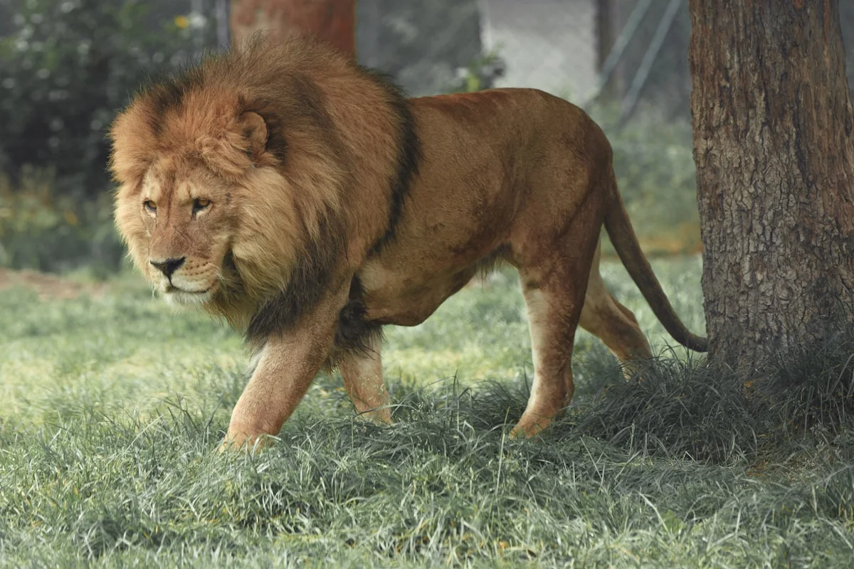 Asiatic lion at Girr