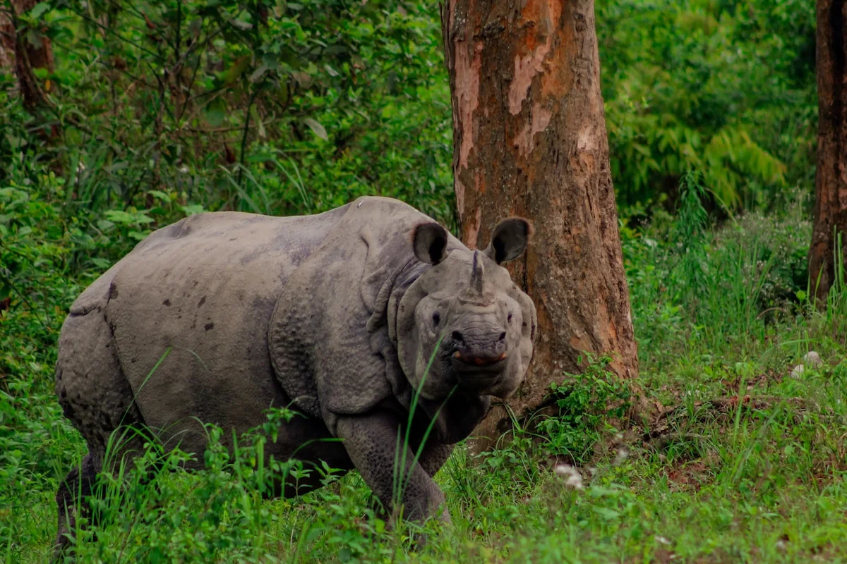 One-horned rhinoceros at Kazirangha