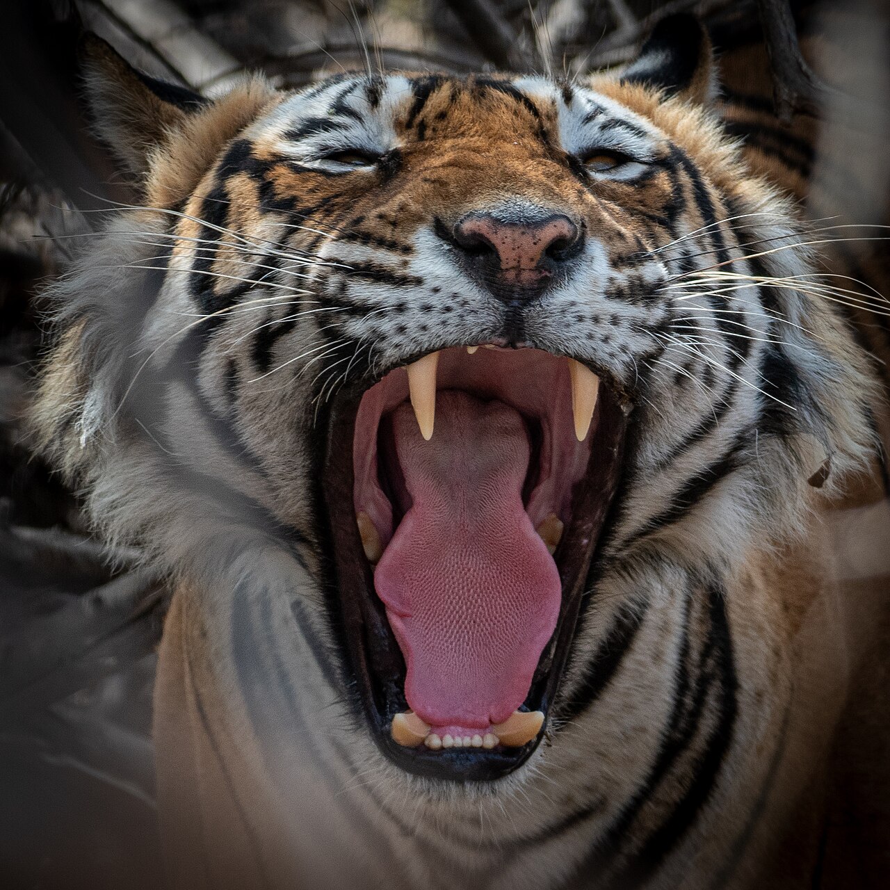 Royal Bengal tiger at Ranthambhore